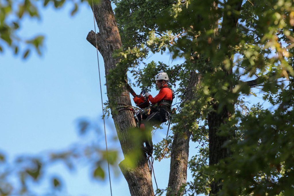 Tree trimming Cost australia