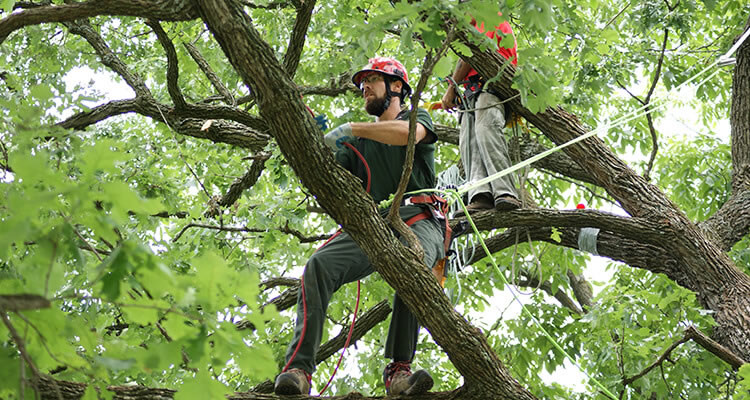 Tree trimming