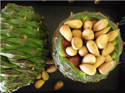 Bunya Nuts in Australia – Cultural Significance